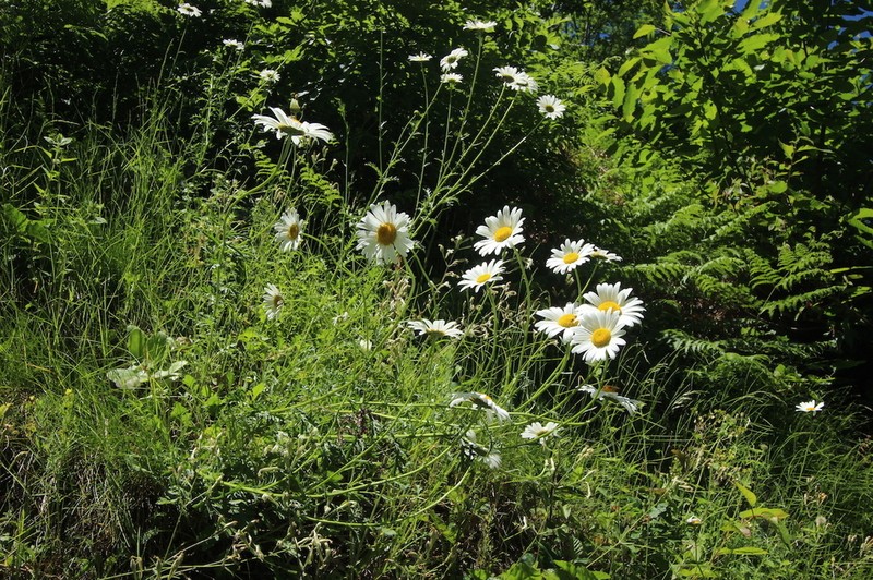 Leucanthemum delarbrei photo 8