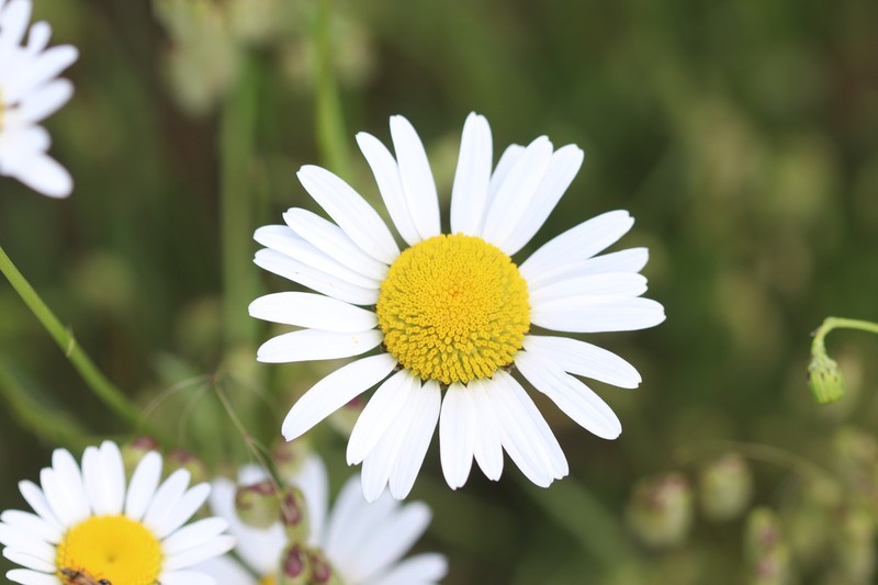 Leucanthemum delarbrei subsp. ruscinonense