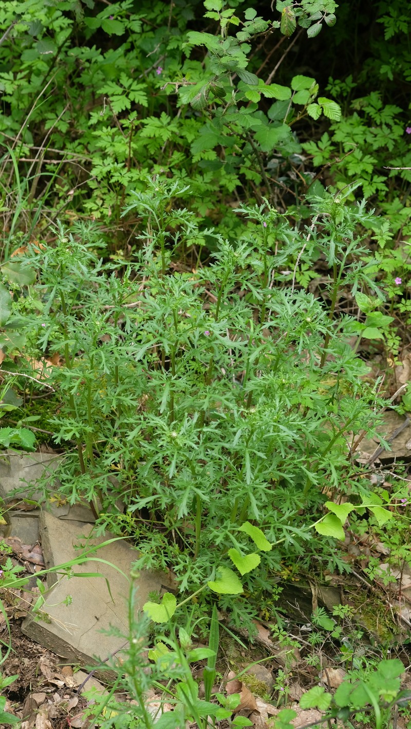 Leucanthemum delarbrei subsp. ruscinonense photo 2