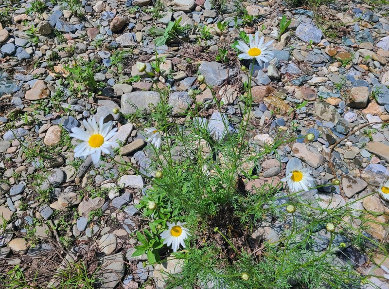 Leucanthemum delarbrei subsp. ruscinonense photo 4