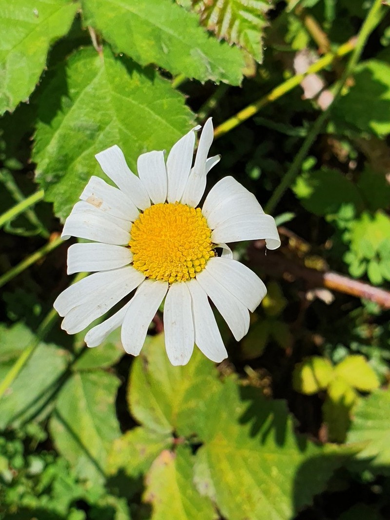 Leucanthemum eliasii