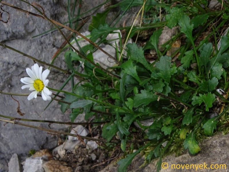 Leucanthemum eliasii photo 2