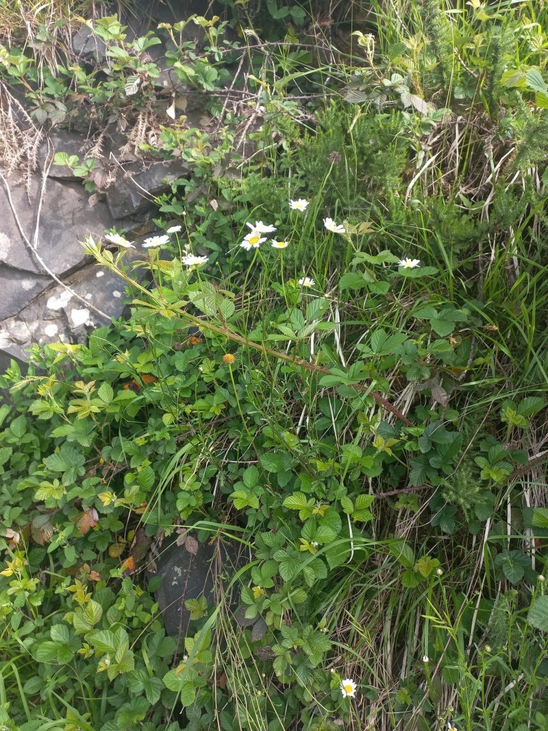Leucanthemum eliasii photo 3