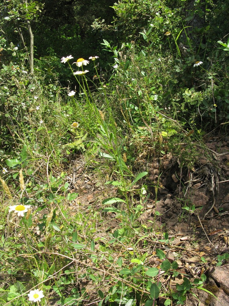 Leucanthemum esterellense