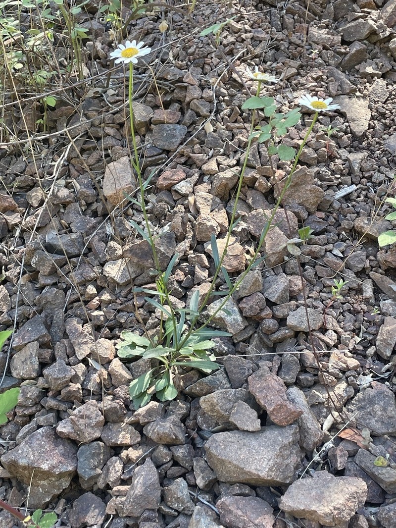 Leucanthemum esterellense photo 2
