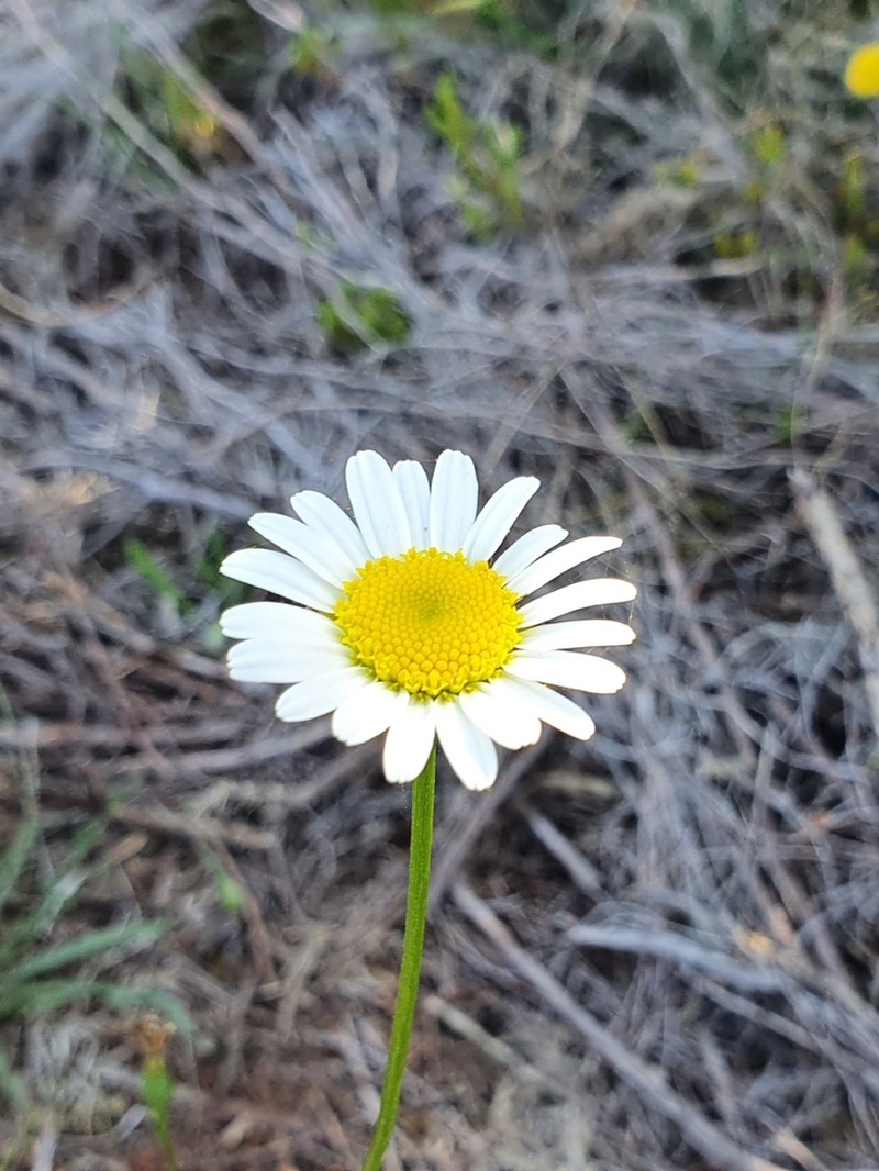 Leucanthemum gallaecicum photo 2
