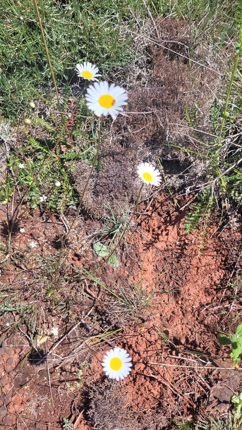 Leucanthemum gallaecicum photo 3