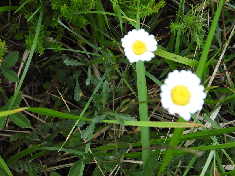 Leucanthemum gallaecicum photo 4