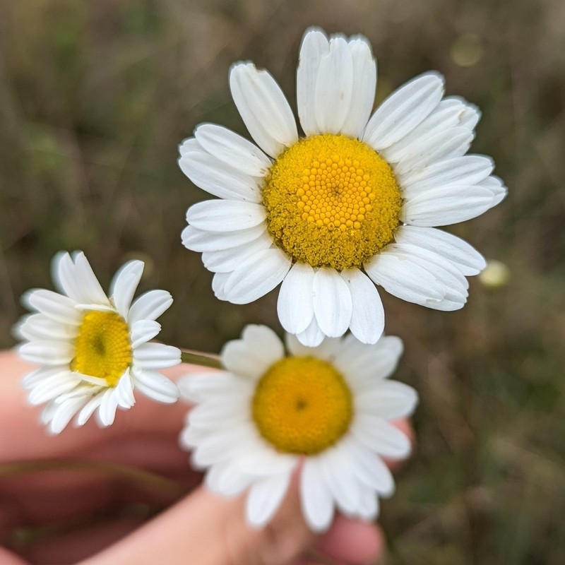 Leucanthemum gallaecicum photo 5