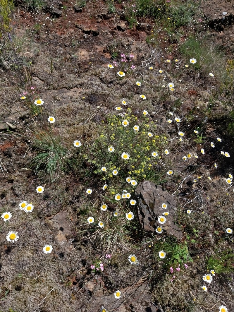 Leucanthemum gallaecicum photo 6