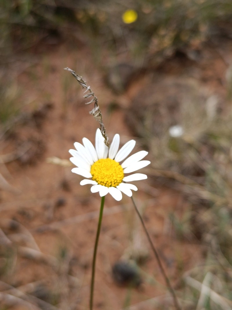 Leucanthemum gallaecicum photo 7