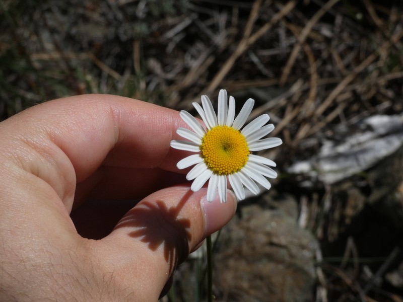 Leucanthemum gallaecicum photo 8