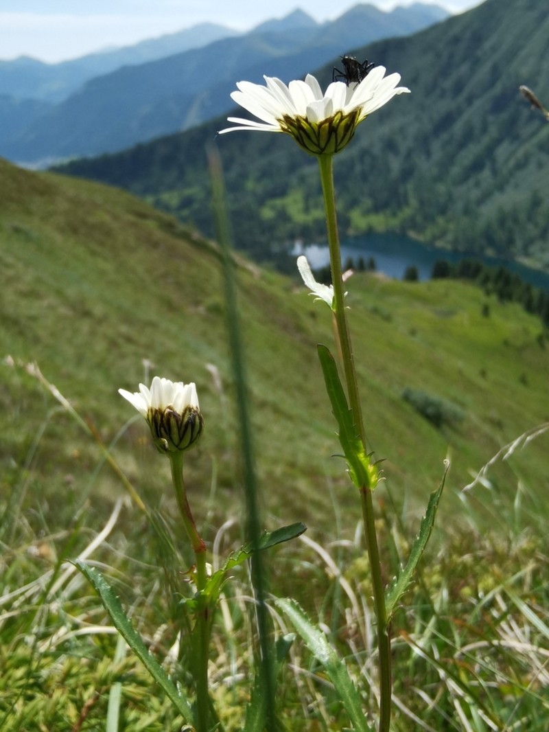 Leucanthemum gaudinii