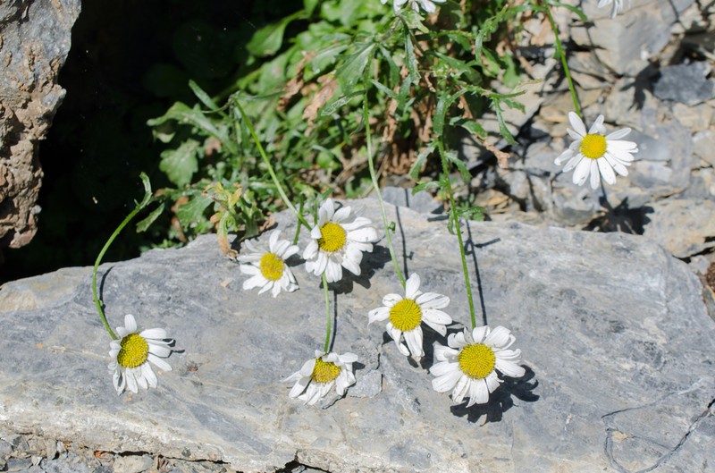 Leucanthemum gaudinii photo 2