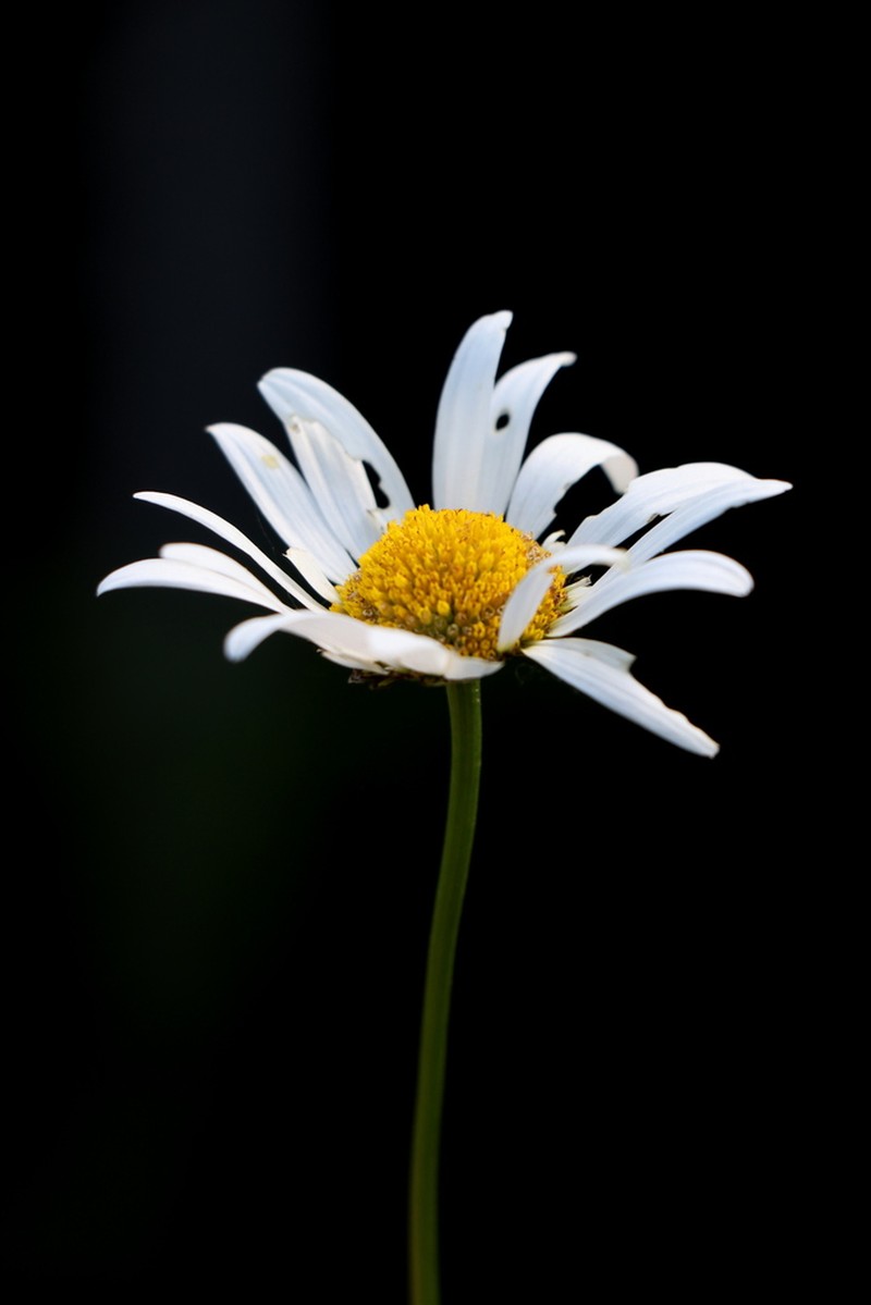 Leucanthemum gaudinii photo 3