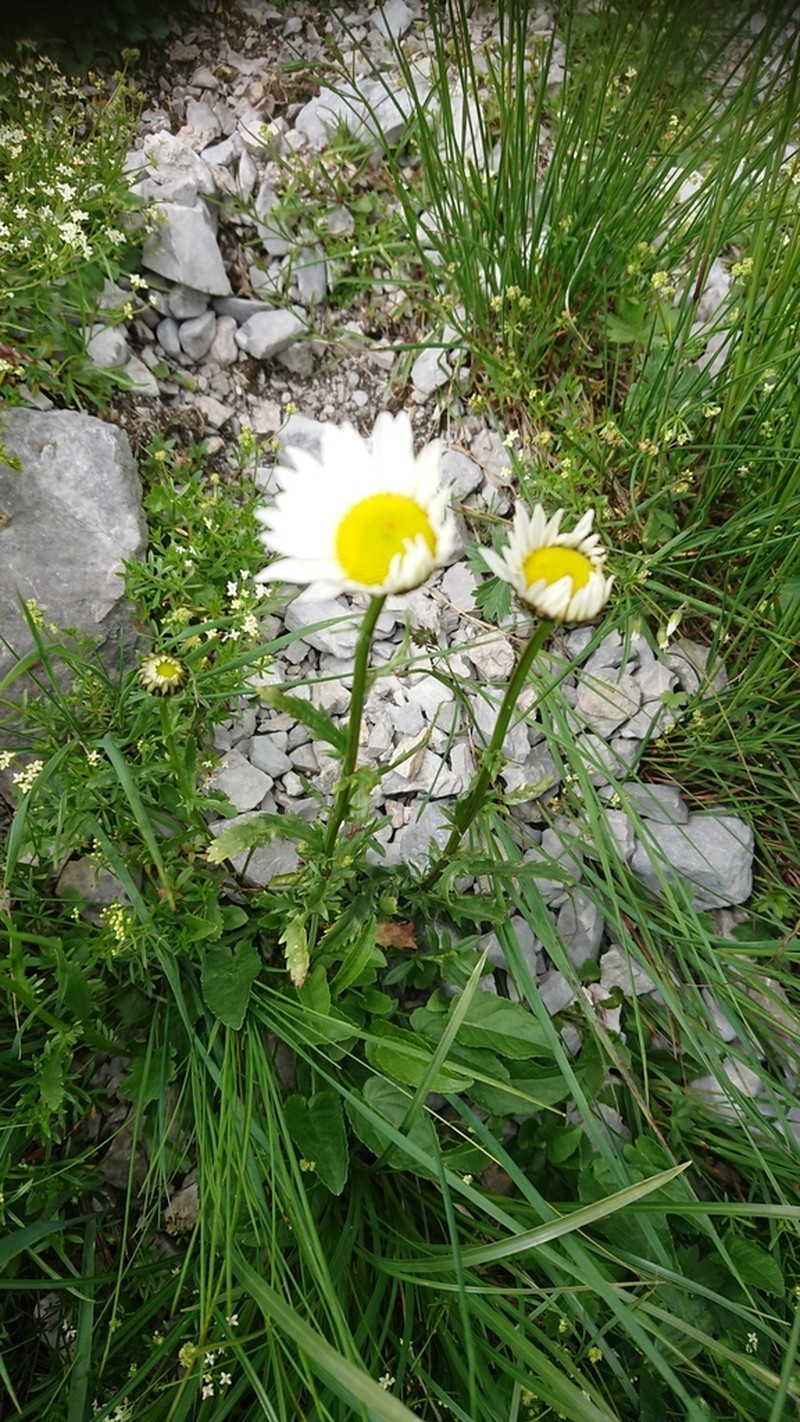 Leucanthemum gaudinii photo 4