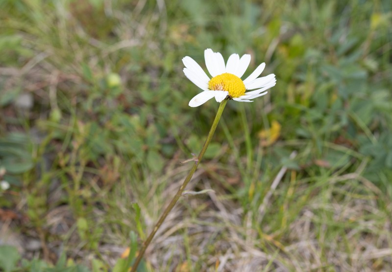 Leucanthemum gaudinii photo 5