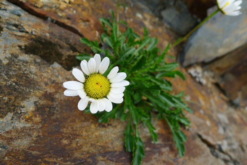 Leucanthemum gaudinii photo 6