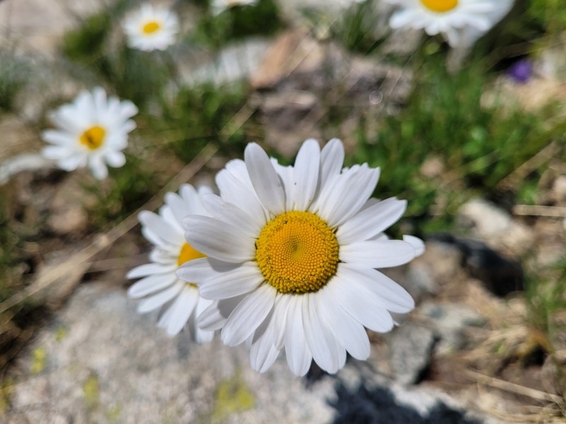 Leucanthemum gaudinii photo 7