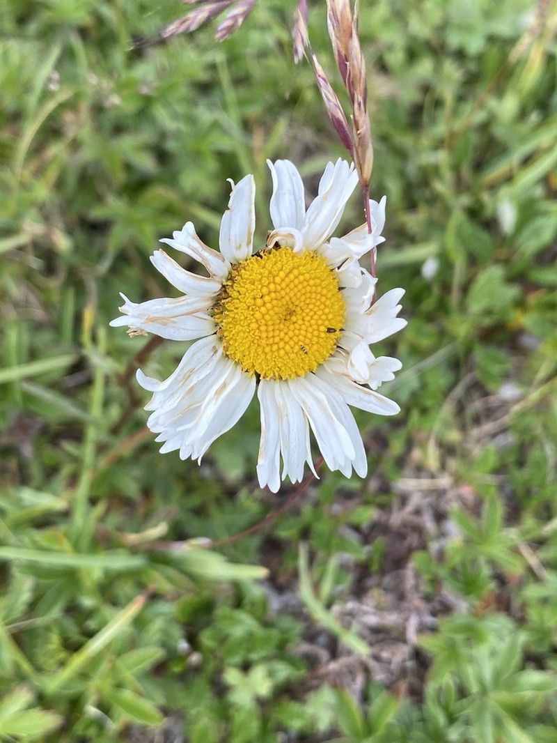 Leucanthemum gaudinii photo 8