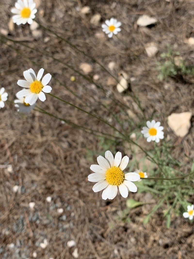 Leucanthemum gracilicaule
