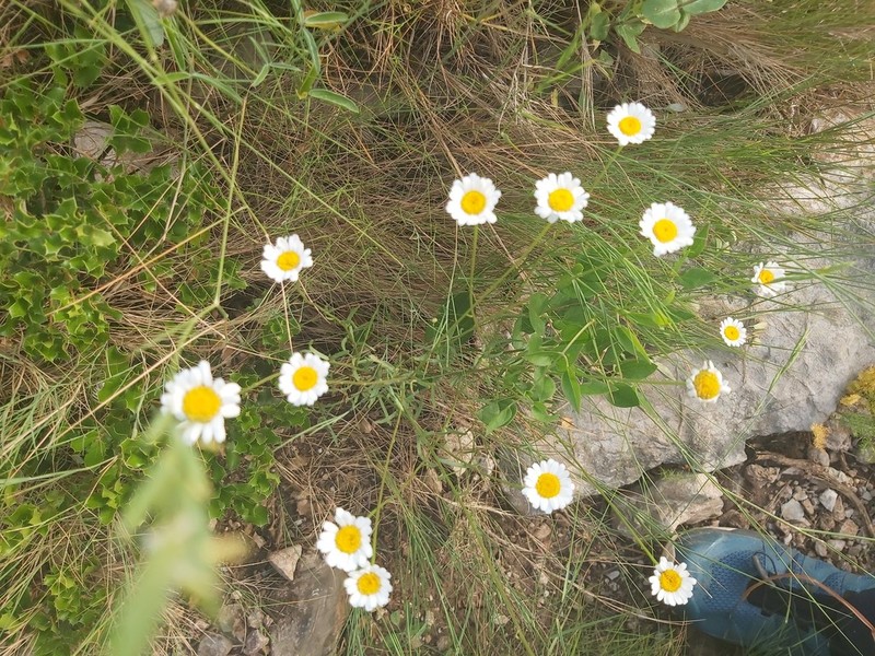 Leucanthemum gracilicaule photo 2