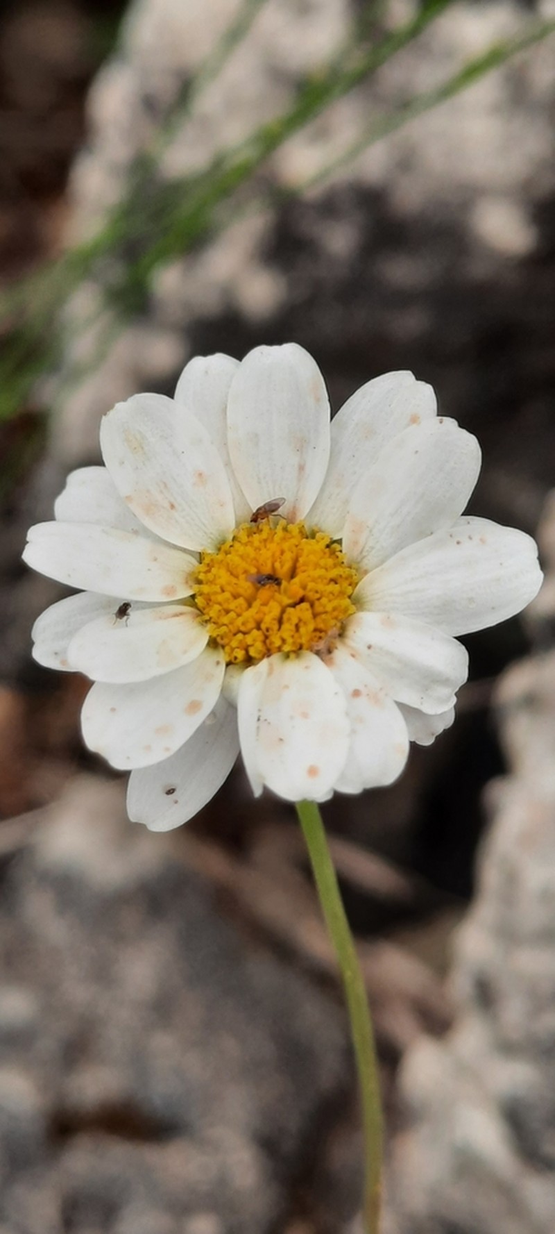 Leucanthemum gracilicaule photo 3