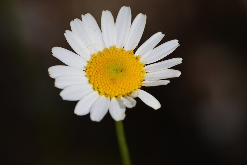 Leucanthemum gracilicaule photo 4