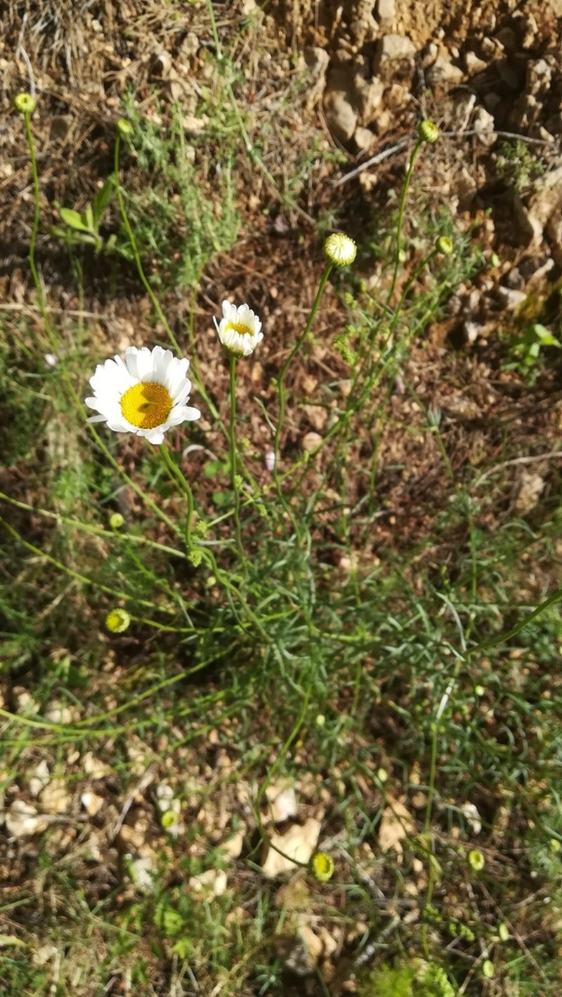Leucanthemum gracilicaule photo 5