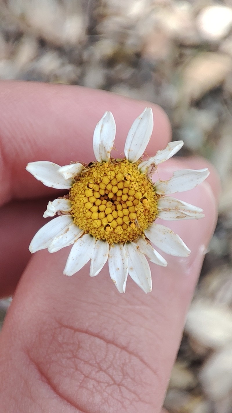 Leucanthemum gracilicaule photo 6
