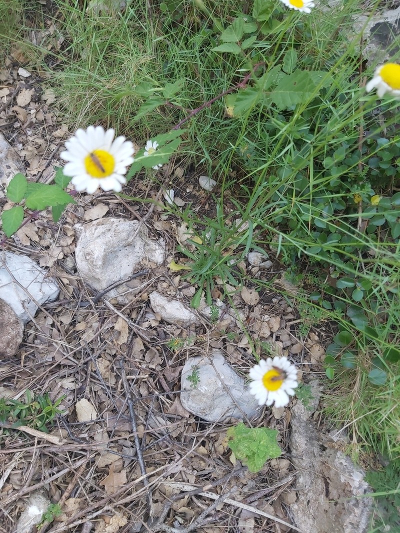 Leucanthemum gracilicaule photo 7