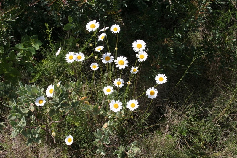 Leucanthemum gracilicaule photo 8