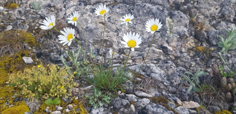 Leucanthemum graminifolium