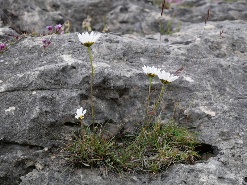 Leucanthemum graminifolium photo 2