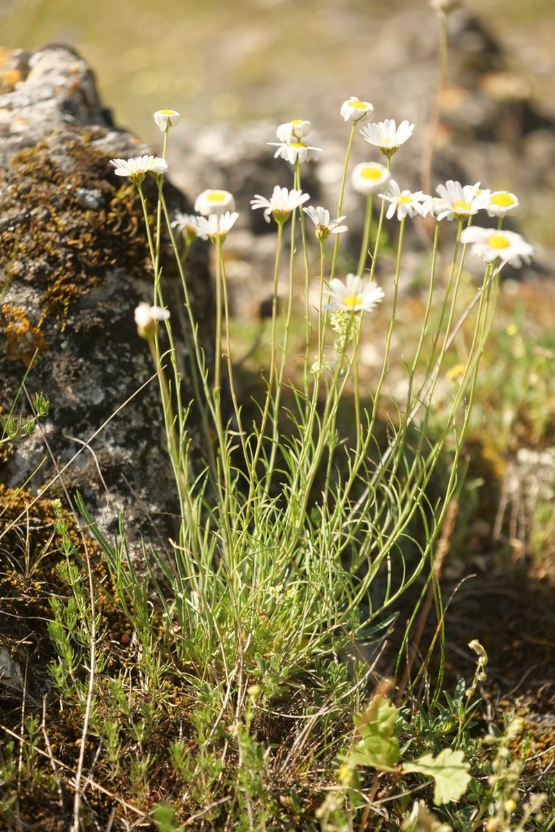 Leucanthemum graminifolium photo 3
