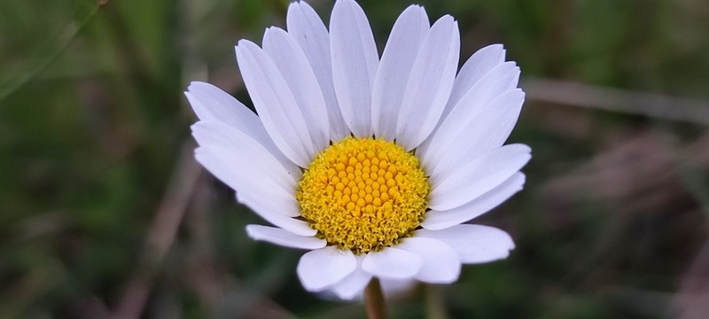 Leucanthemum graminifolium photo 4