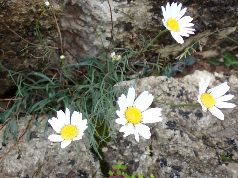 Leucanthemum graminifolium photo 5