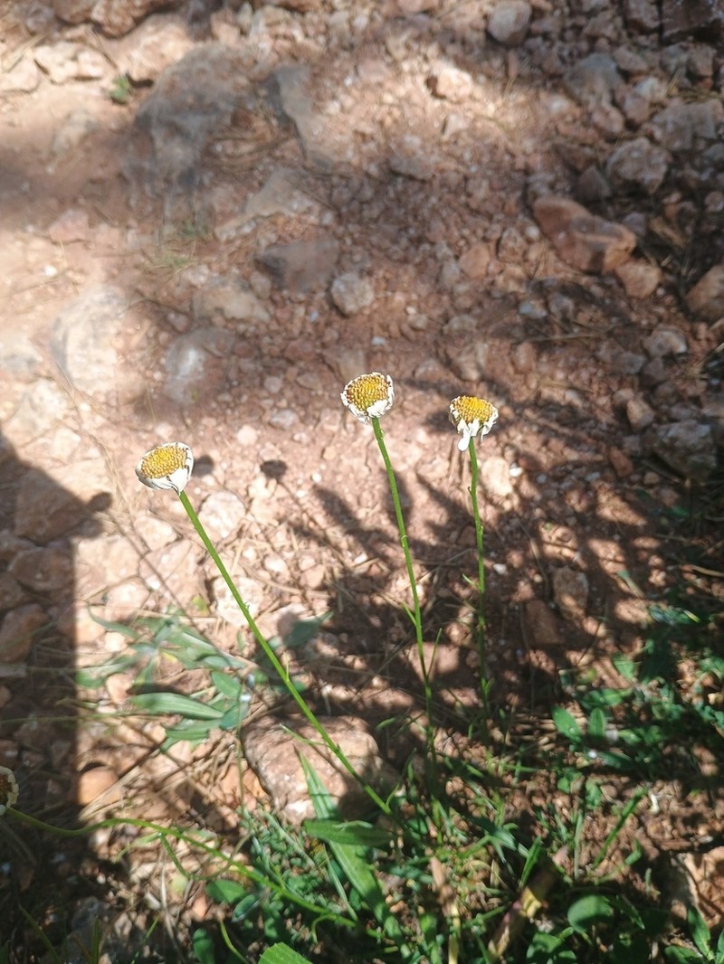 Leucanthemum graminifolium photo 6