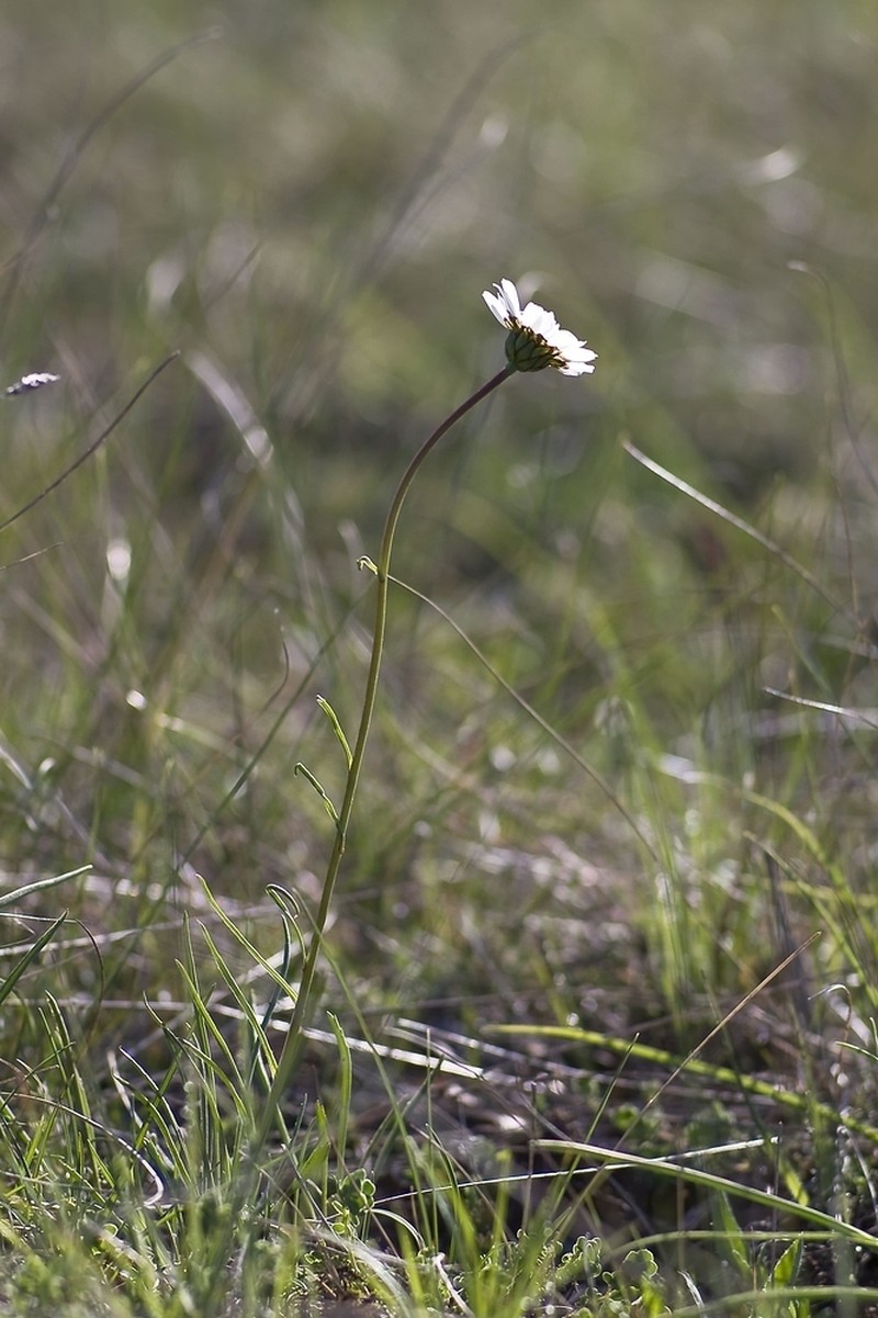 Leucanthemum graminifolium photo 7