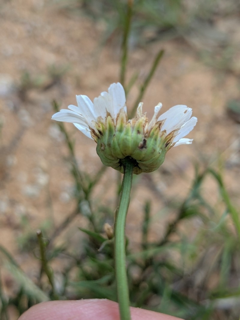 Leucanthemum graminifolium photo 8