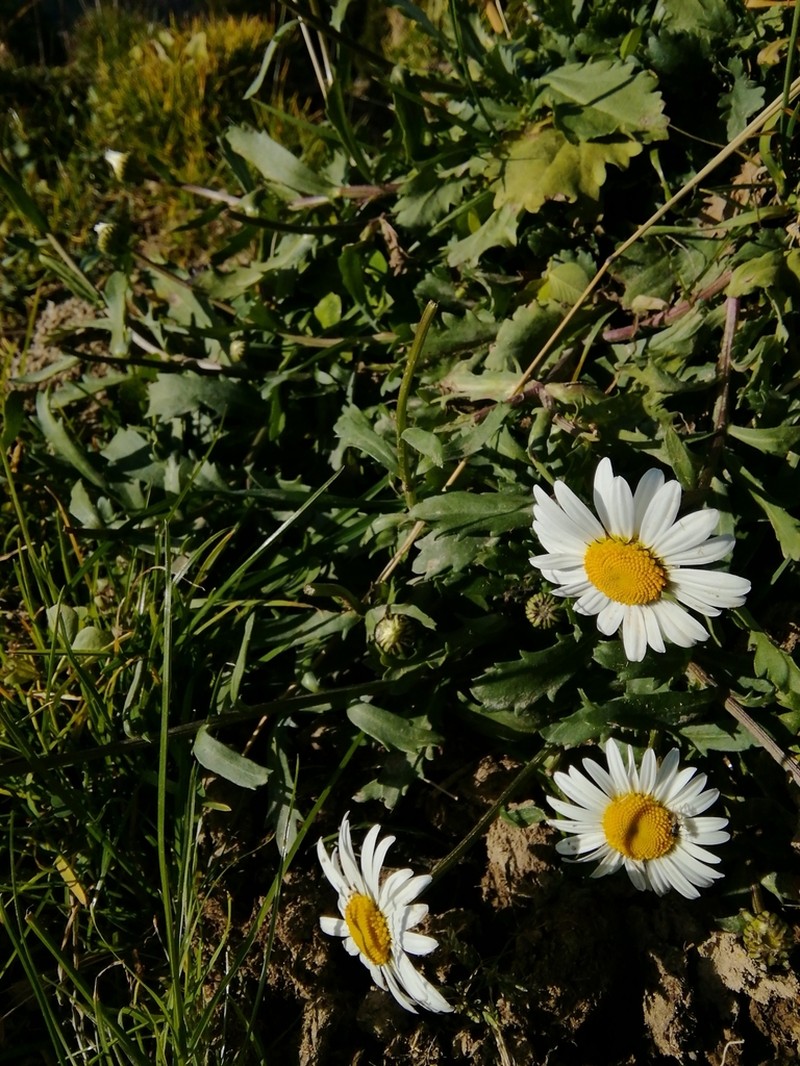 Leucanthemum halleri