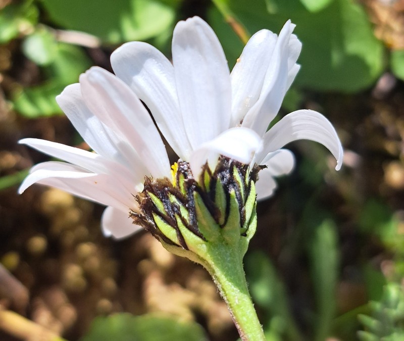 Leucanthemum halleri photo 2