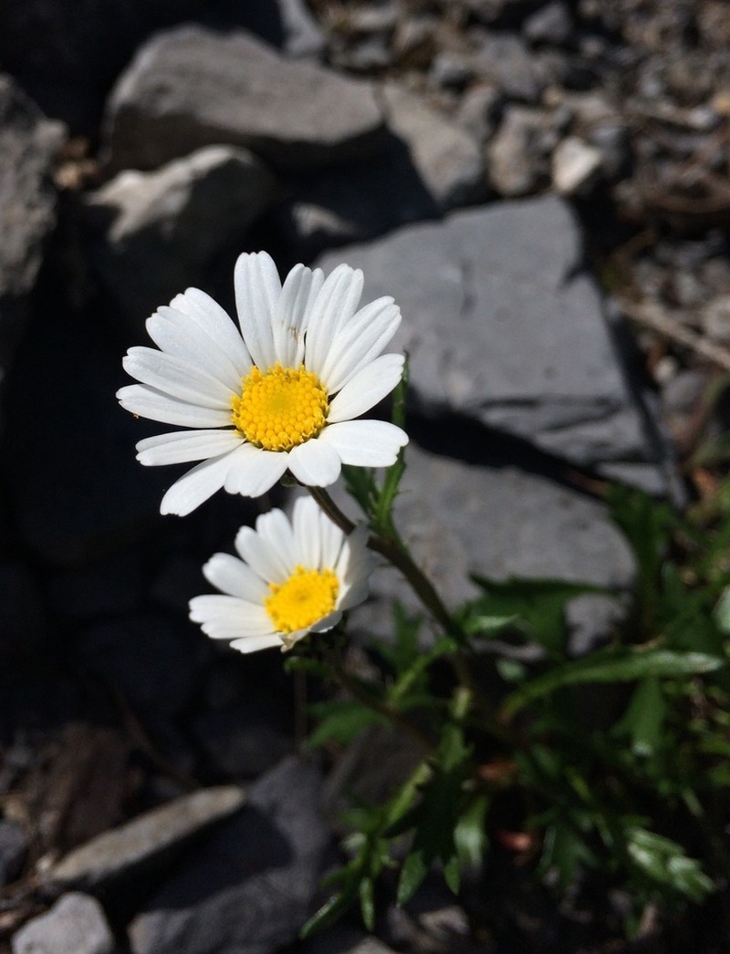 Leucanthemum halleri photo 4