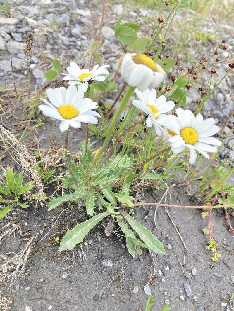 Leucanthemum halleri photo 5