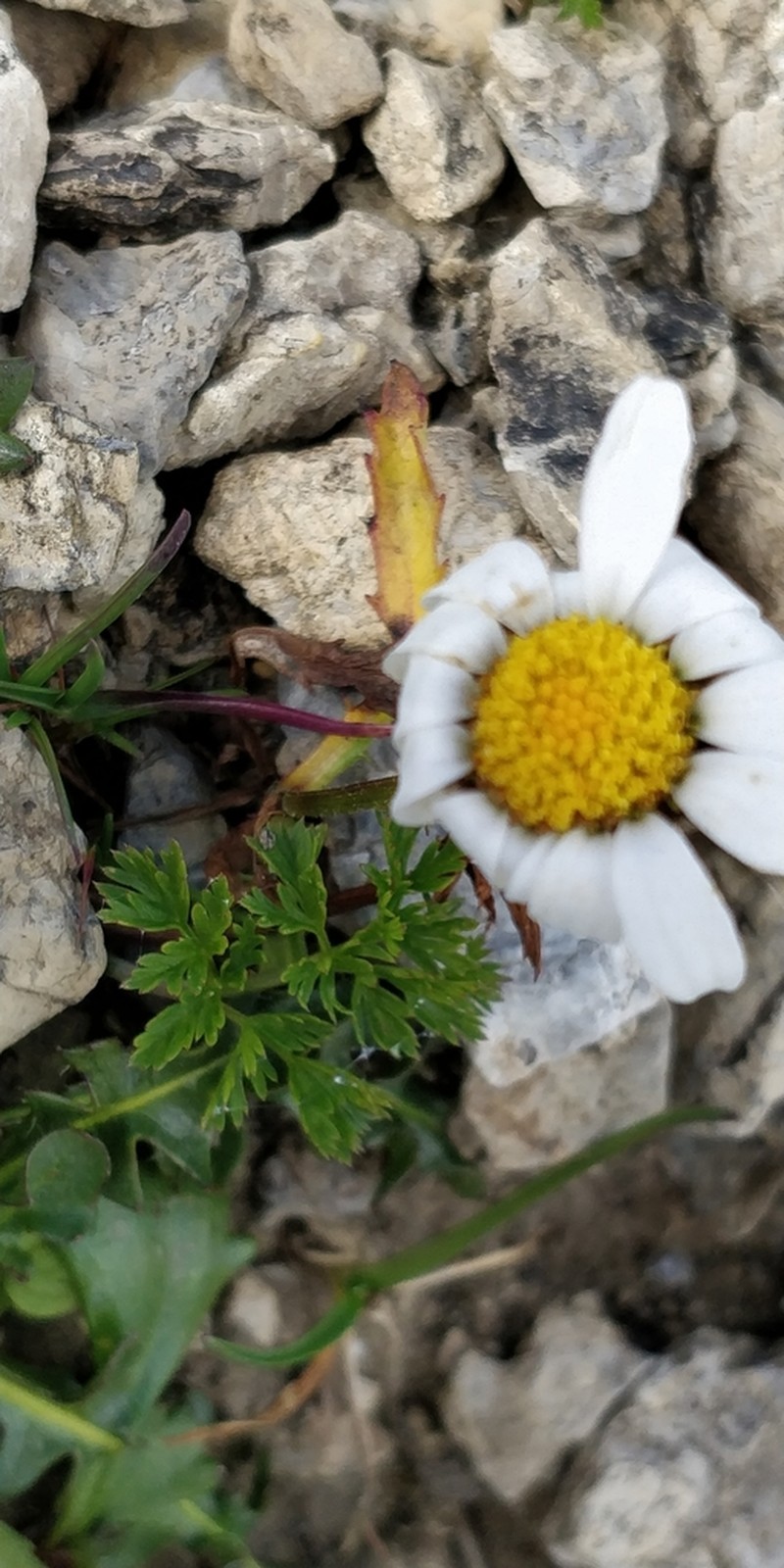 Leucanthemum halleri photo 6