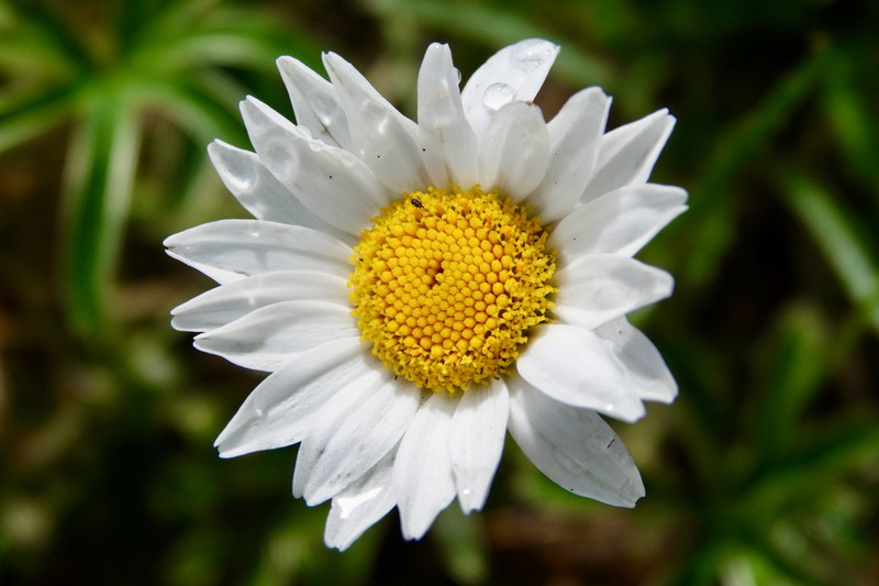 Leucanthemum halleri photo 8