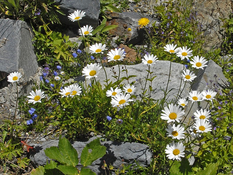 Leucanthemum heterophyllum