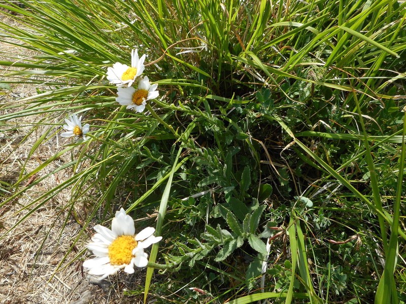 Leucanthemum heterophyllum photo 2