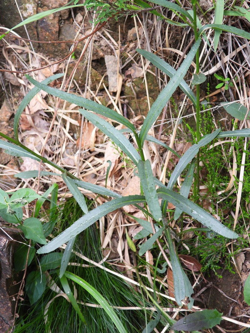 Leucanthemum heterophyllum photo 3
