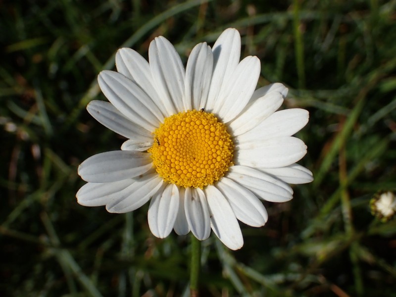 Leucanthemum heterophyllum photo 4